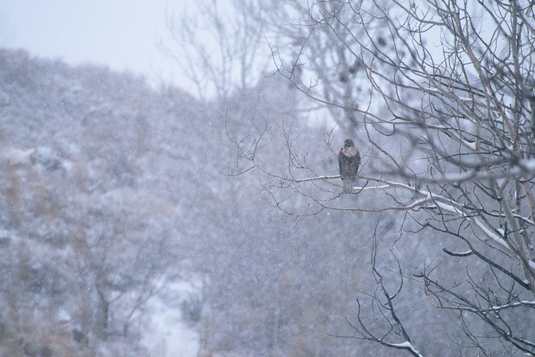 Red-Tailed Hawk